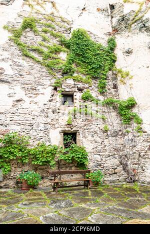 Alte Burgmauer ist mit Efeu bedeckt Stockfoto