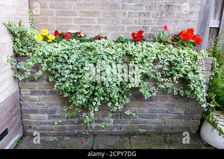 Blumenbeet aus Ziegeln mit Begonia-Blumen und hängendem Efeu In einem Stadtgarten Stockfoto