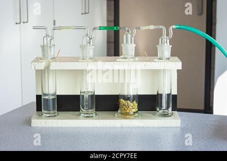 Versuchsaufbau zur Demonstration der Dissimilation bei keimenden Erbsen. Wissenschaftliches Experiment, in der Biologie Klasse verwendet. Stockfoto