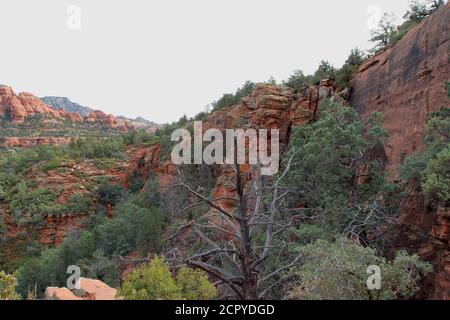 Rote Sandsteinhänge bedeckt mit immergrünen auf dem Devil's Bridge Trail in Sedona, Arizona, USA Stockfoto