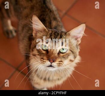 High-Angle-Aufnahme einer entzückenden Hauskatze im Innenbereich Stockfoto