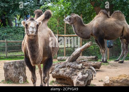 Baktrianische Kamele im Londoner Zoo.das Baktrianische Kamel Camelus bactrianus ist ein großes, sogar gezogenes Huftier, das in den Steppen Zentralasiens beheimatet ist Stockfoto