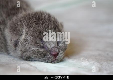 Neugeborene schottische Faltenkätzchen auf weißem Hintergrund aus nächster Nähe Anzeigen Stockfoto
