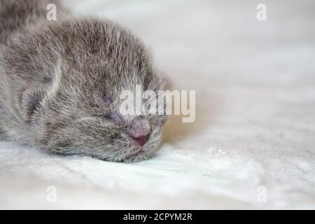 Neugeborene schottische Faltenkätzchen auf weißem Hintergrund aus nächster Nähe Anzeigen Stockfoto