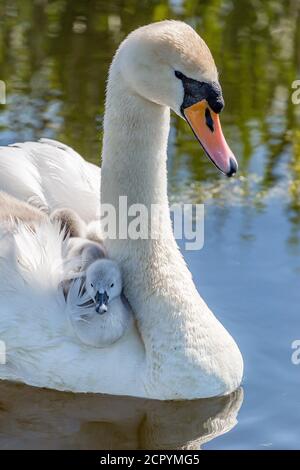 Ein Schwan, der in einem Bach schwimmt und mit ihren Cygnets reitet Auf dem Rücken Stockfoto