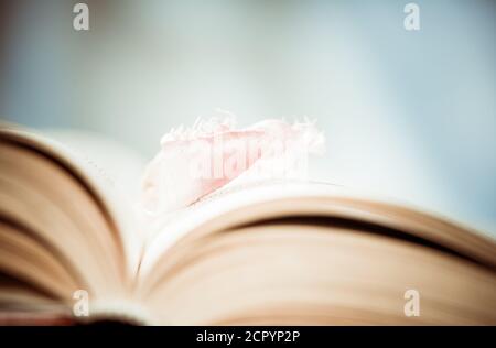 Altes offenes Buch mit verblassten Seiten aus der Nähe Stockfoto