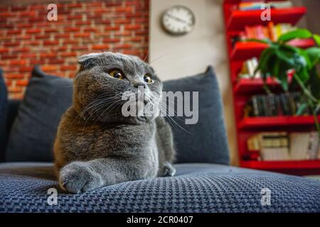 Cute scottish Falte Katze Porträt Nahaufnahme Blick auf Kamera Stockfoto