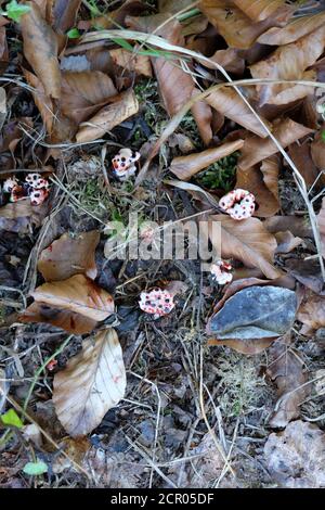 Hydnellum peckii . Bledding Zahnpilz . Korkstacheling Stockfoto