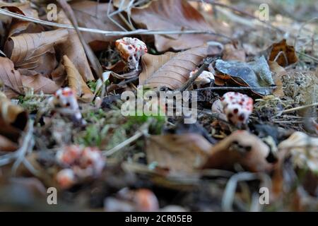 Hydnellum peckii . Bledding Zahnpilz . Korkstacheling Stockfoto