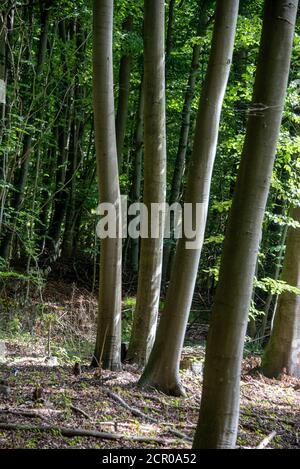 Deutschland, Mecklenburg-Vorpommern, Blieschow, alte Buchen im 982 Hektar großen und geschützten Waldgebiet Granitz im Südosten Rügens. Stockfoto