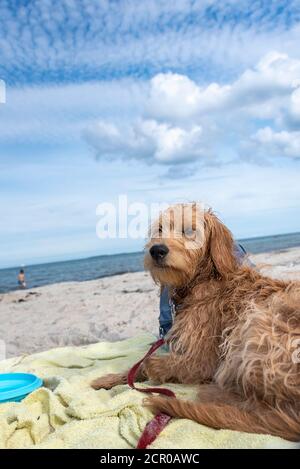 Ein junger Hund (Mini Golddoodle) liegt am Strand. Stockfoto