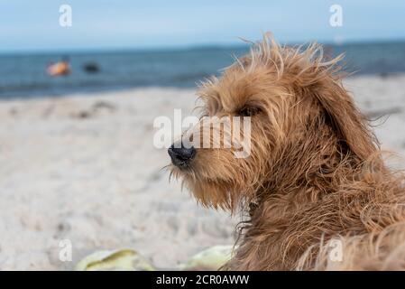 Ein junger Hund (Mini Golddoodle) liegt am Strand. Stockfoto