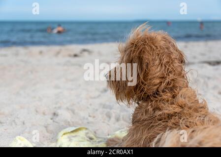 Ein junger Hund (Mini Golddoodle) liegt am Strand. Stockfoto