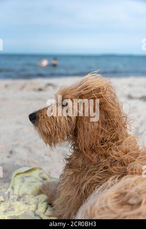 Ein junger Hund (Mini Golddoodle) liegt am Strand. Stockfoto