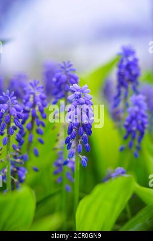 Blaue Traubenhyazinthe blüht in weichem Licht Stockfoto