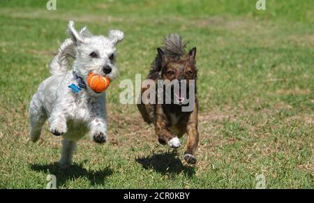 Zwei kleine Mischlingshunde laufen glücklich und holen einen Ball Stockfoto