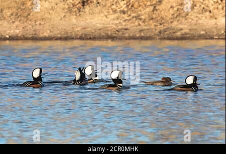 Eine große Gruppe von Kapuzen Merganser drakes zeigen courting Verhalten, wie sie zusammen mit einem Weibchen in einem See schwimmen. Stockfoto