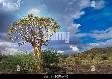 Köcherbäume in trockener Landschaft, Aloidendron dichotomum, nördliches Kap, Südafrika Stockfoto