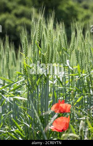 Mohnblumen (Papaver rhoeas) in einem Getreidefeld in Gütenbachtal, Liesing, Wien, Österreich Stockfoto