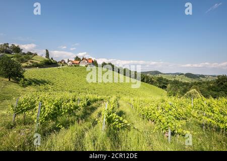 Landschaft an der südsteirischen Weinstraße, Blick auf das Wirtshaus Tschermoneg, Sulztal an der Weinstraße (heute Gamlitz), Leibnitz, Steiermark, Stockfoto