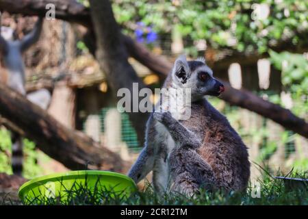 Der Ringschwanz-Lemur (Lemur Catta) ist ein großer Strepsirhine-Primat mit schwarzem und weißem Ringelschwanz. Cute Lemur sitzt auf Gras und hält seine Nahrung. Stockfoto