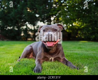 Freudige Staffordshire Bull Terrier liegend im Garten mit Lächeln auf dem Gesicht. Happy Blue Staffy Liegen im grünen Gras. Stockfoto