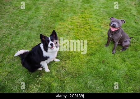 Draufsicht auf Border Collie und Staffordshire Bull Terrier sitzen im Gras. Zwei Hunde sind entzückend im Garten. Stockfoto