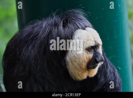 Nahaufnahme des männlichen Saki-Affen im tschechischen Zoo. Das weißgesichtige Saki (Pithecia Pithecia), genannt das Guianan und das goldgesichtige Saki. Stockfoto