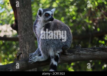 Nahaufnahme von Lemur auf dem Baum Zweig im tschechischen Zoo Park. Der Ringschwanzlemur (Lemur Catta) ist ein großer Strepsirhine-Primat. Stockfoto