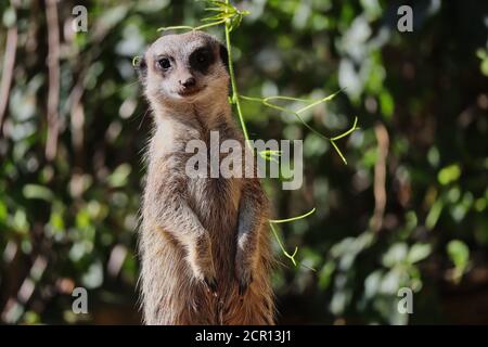 Nahaufnahme der Afrikanischen Erdmännchen im tschechischen Zoo-Park. Die Erdmännchen (Suricata suricatta) oder Suricate ist eine kleine Braunpelzmungo. Stockfoto