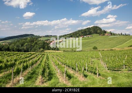 Landschaft an der südsteirischen Weinstraße, Blick Richtung Ratsch an der Weinstraße, Leibnitz, Steiermark, Österreich Stockfoto