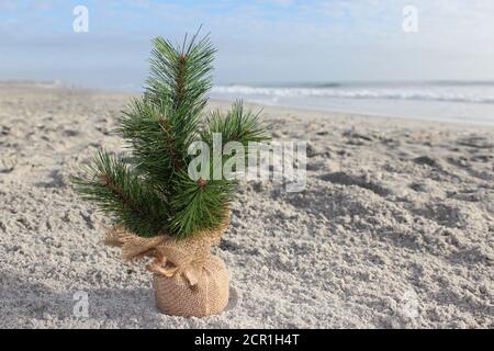 Miniatur-Weihnachtsbaum am Strand mit Wellen in der Hintergrund Stockfoto