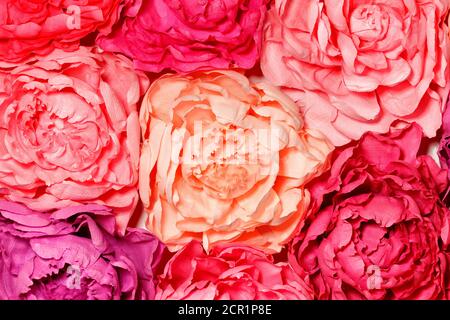 Hintergrund und Textur der künstlichen leuchtend bunten roten, rosa, orange Blüten von dekorativen Blüten der Dahlia Knospen. Stockfoto