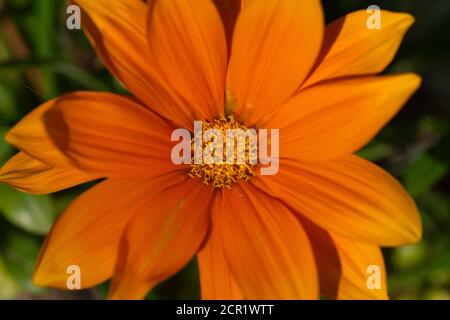 Nahaufnahme einer mexikanischen Sonnenblume - Tithonia rotundifolia Stockfoto
