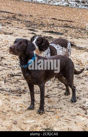 Ein Labradinger oder Springador und ein Sringer Spaniel labrador kreuzen Gundogs warten auf einen Ball auf einen Strand geworfen werden, Stockfoto