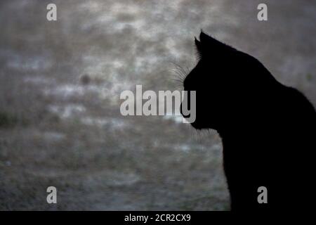 Schwarze Katze Silhouette Nahaufnahme Ansicht schwarz-weiß Bild Stockfoto
