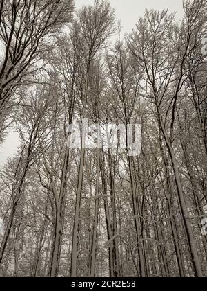 Graustufen vertikale Low-Angle-Aufnahme der Bäume im Winterwald in Sandberg, Deutschland Stockfoto