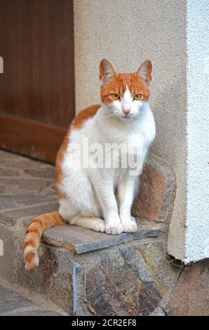 Nahaufnahme der tabby weißen Ingwer rote Katze sitzt auf Steintreppen Stockfoto