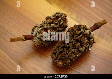 Getrocknete Magnoila-Zapfen auf Holzhintergrund Stockfoto