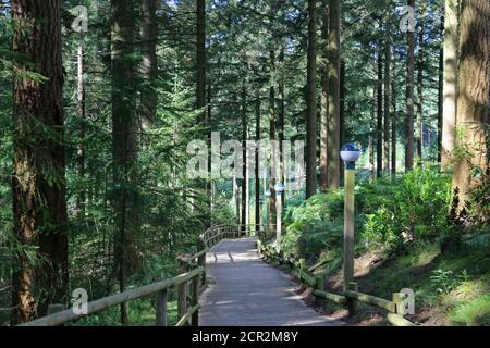 Woodland Pathway, Centre Parcs Longleat Forest, Warminster, Wiltshire, England, Großbritannien, Großbritannien, Großbritannien, Großbritannien, Europa Stockfoto