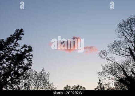 Eine herzförmige rosa Wolke auf einem klaren blauen Himmel Mit Bäumen um den Rahmen Stockfoto