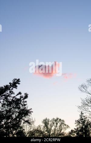 Eine herzförmige rosa Wolke auf einem klaren blauen Himmel Mit Bäumen um den Rahmen