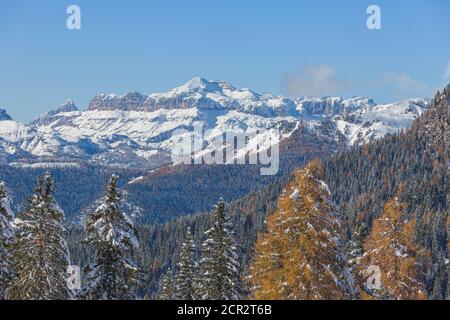 Lärchen- und Tannenwald und im Hintergrund das Sella-Massiv, Dolomiten, Italien Stockfoto