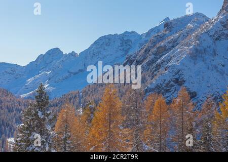 Orangefarbene Lärchen und im Hintergrund schneebedeckte Dolomiten Berg Stockfoto