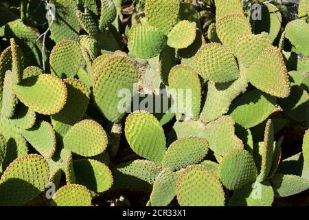 Nahaufnahme von Hasenohrkakteen, die in hellem Sonnenlicht wachsen. Stockfoto