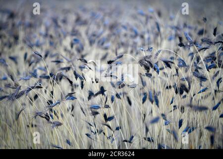 Schwarzemmer (Triticum dicoccum), ebenfalls zweikörnige, eine der ältesten Kulturweizenarten, Ähren im Weizenfeld, Baden-Württemberg, Stockfoto