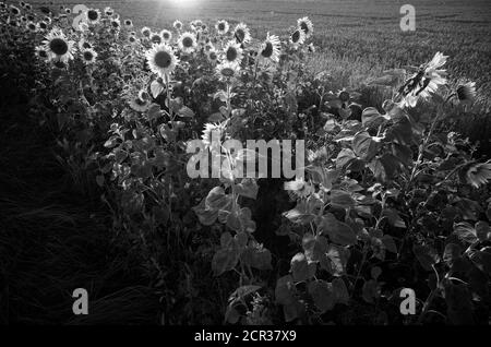 Blumenstreifen mit Sonnenblumen (Helianthus annuus) vor dem Weizenfeld (Triticum), Baden-Württemberg, Deutschland Stockfoto