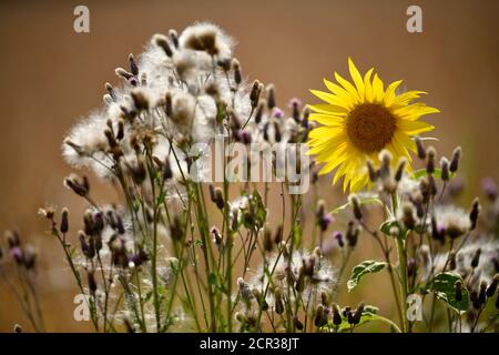 Blumenstreifen mit Sonnenblumen (Helianthus annuus) vor dem Weizenfeld (Triticum), Baden-Württemberg, Deutschland Stockfoto