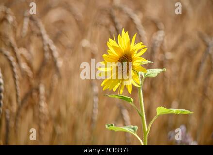 Sonnenblume (Helianthus annuus) vor Maisähren im Weizenfeld, Baden-Württemberg, Deutschland Stockfoto