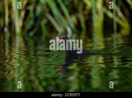 Moorhen (Gallinula chloropus), Jungtier, Küken, schwimmt im Wasser, Deutschland Stockfoto